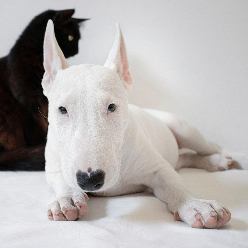 🐾 Pawfect Finds
